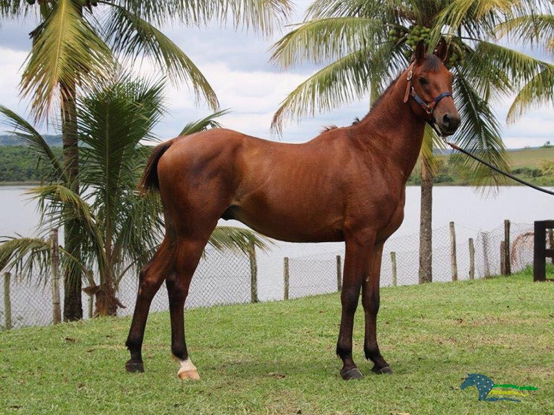 ASTRAKAN DA BARRA